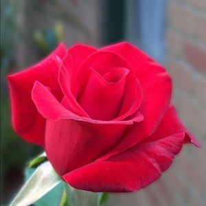 Meet your Posher, Haydee